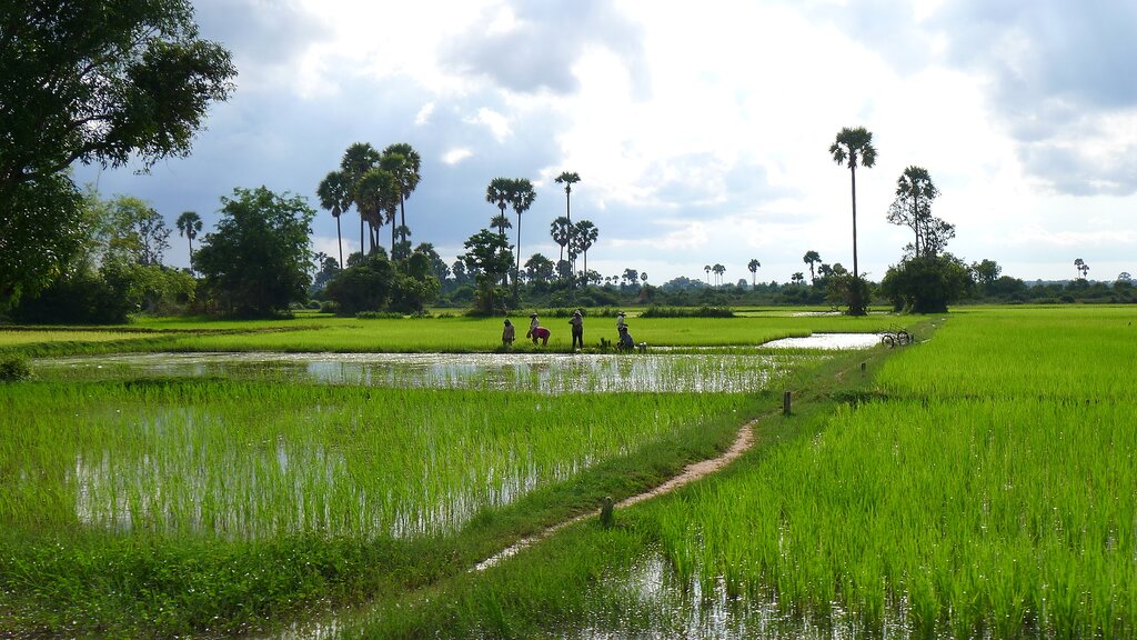 Countryside Rice Fields