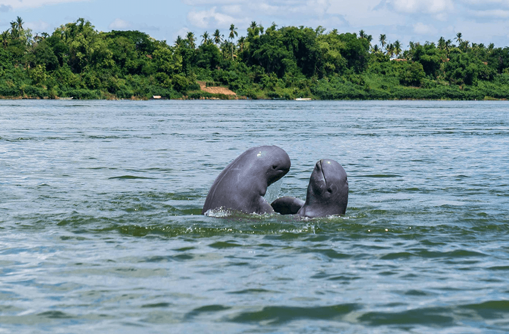Irrawaddy Dolphins