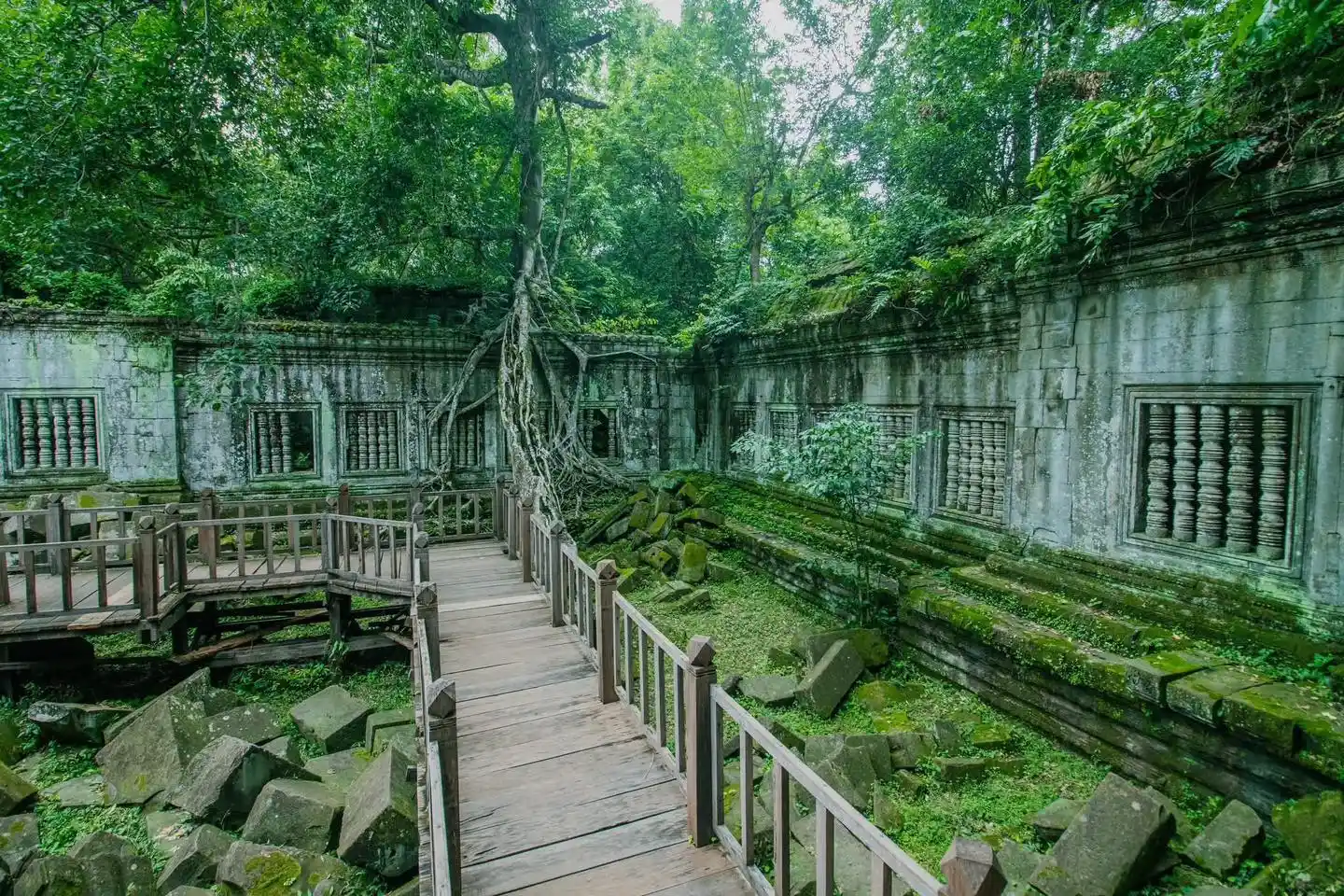 Beng Mealea Jungle Temple Ruins Overgrown with Trees