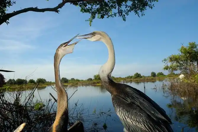 Eco-Adventure: Mekong Wetlands Bird Watching and Nature Discovery Tour Cambodia